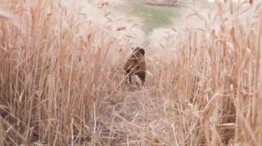 Boksör köpeği buğday tarlasında koşuyor ve eğleniyor.