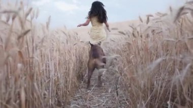 Köpeğiyle buğday tarlasında koşarken eğlenen kaygısız bir kadının arkası..