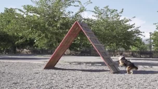 Köpek Parkında Köpek Eğitimi Rampaya Tırmanıyor Topu Yakalıyor — Stok video
