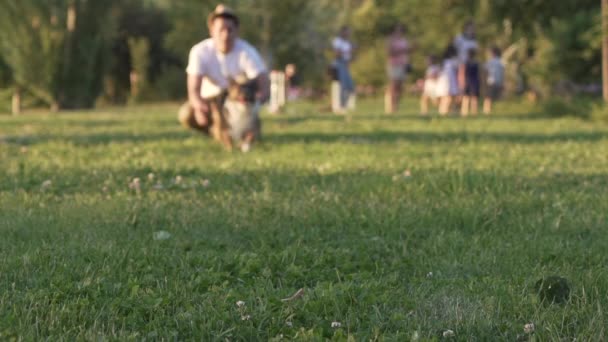 Confine Collie Cane Esecuzione Alla Fotocamera Rallentatore — Video Stock