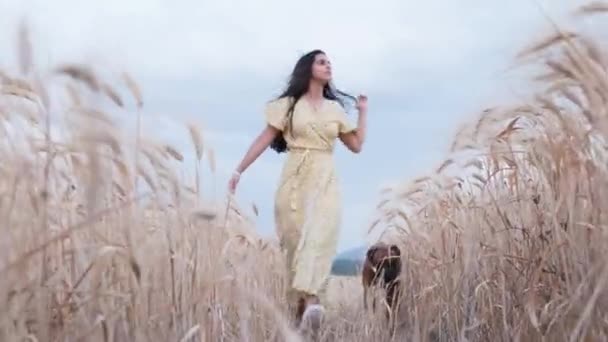 밀밭을 걸어가면서 자연을 즐기고 여자의 — 비디오