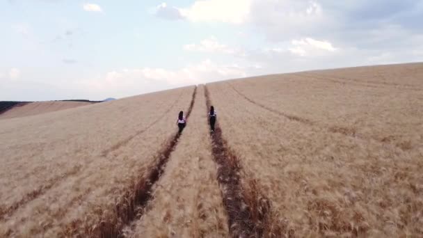 Birlikte Buğday Tarlasında Yürürken Doğanın Tadını Çıkaran Iki Arkadaşın Havadan — Stok video