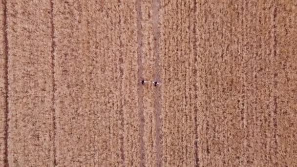 小麦畑を一緒に歩いている間に手をつないでいる2人の女性の友人の空中ビュー 農業と友好の概念 — ストック動画