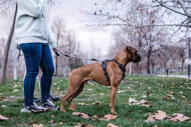 Kadın boksör köpeğini parkta yürüyüşe çıkarıyor.
