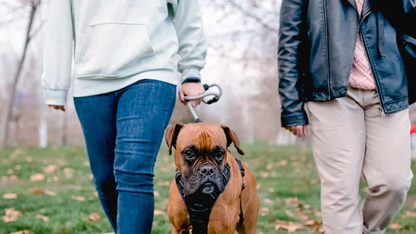 Pareja tomando su perro boxeador para un paseo al aire libre en el parque —  Fotos de Stock