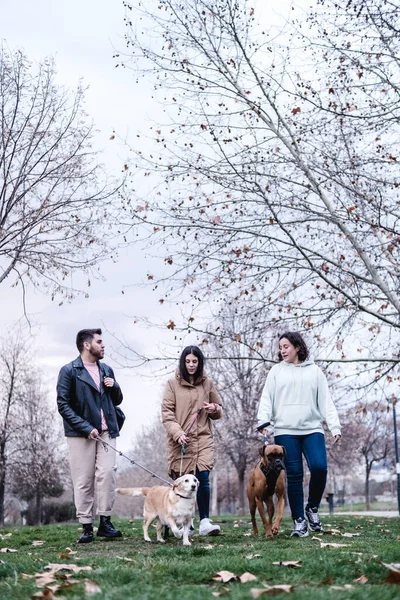 Grupa przyjaciół bawiących się razem podczas spaceru po parku ze swoimi psami. — Zdjęcie stockowe