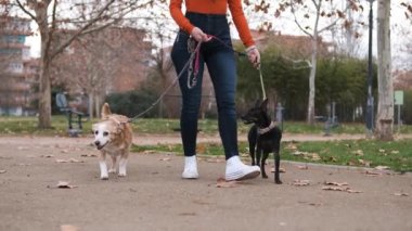 Bir kadın köpeklerini parka yürüyüşe çıkarıyor. Köpekler, evcil hayvanlar ve aktif yaşam tarzı konsepti.