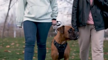 Bir çift boksör köpeklerini parkta yürüyüşe çıkarıyor. Evcil hayvan konsepti.