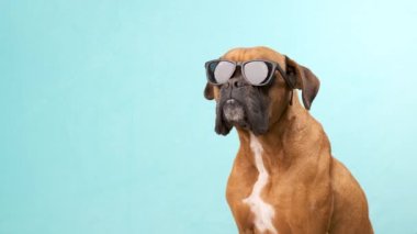 Mavi arka planda güneş gözlüğüyle poz veren komik boksör köpeği. Yaz tatili kavramı
