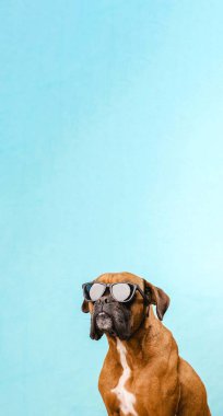 Ayrı bir açık mavi arka planda dururken güneş gözlüğü takan boksör köpeği..