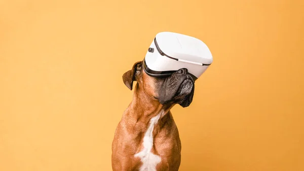 Boxer dog using VR glasses while standing over a isolated yellow background. — Fotografia de Stock