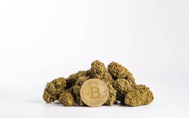 Beyaz arka planda esrar tomurcukları bulunan altın bitcoin kripto para birimi.
