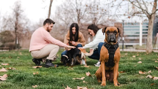 Boxer pies siedzi na trawie z grupą ludzi i ich psów korzystających — Zdjęcie stockowe