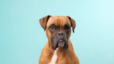 Boksör köpeği açık mavi bir arkaplanda dururken kameraya bakıyor.