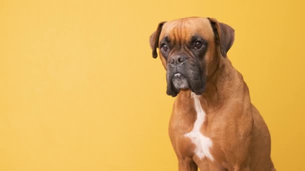 Roztomilý boxer pes dívá do kamery, zatímco stojí nad žlutým pozadím — Stock video