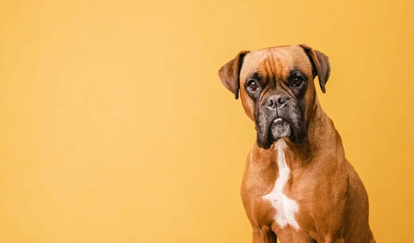 Boxer chien regardant la caméra tout en se tenant sur un fond jaune isolé. — Photo