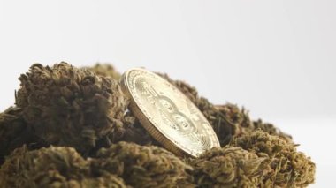 Beyaz arka planda marihuana tomurcukları olan altın bitcoin kriptosu.