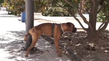 Sokakta sokak lambasına işeyen yetişkin boksör köpeği. Yavaş çekim
