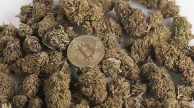 Marihuana tomurcuklu kripto para Bitcoin. Yasadışı uyuşturucu işi ve kripto para birimi kavramı.