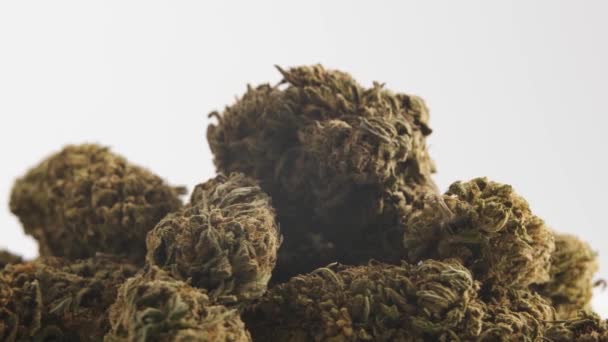 大麻芽在白色背景上 生物多样性公约 和大麻概念 — 图库视频影像
