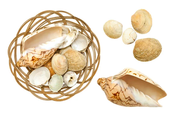 Ocean shells isolated — Stock Photo, Image