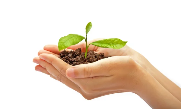 Human hands and young plant — Stockfoto