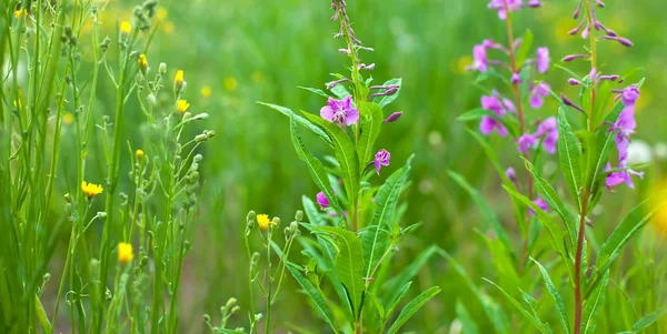 Flores silvestres — Foto de Stock