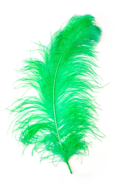 Green Feather of an ostrich — Stock Photo, Image