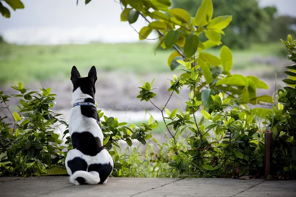Istuva koira — kuvapankkivalokuva