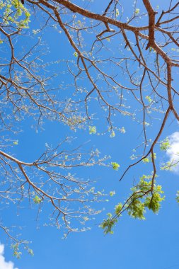 ağaç üstündeki mavi gökyüzü