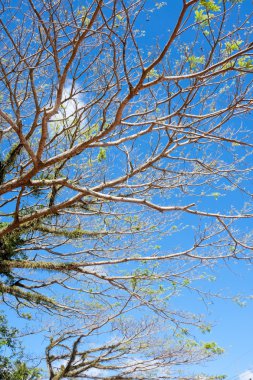 ağaç üstündeki mavi gökyüzü