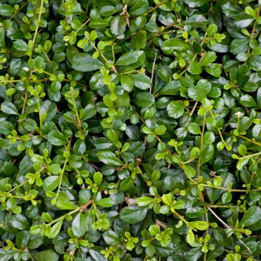 yaprakları arka plan