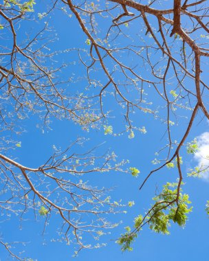 ağaç üstündeki mavi gökyüzü