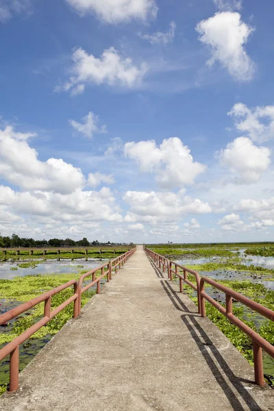 Country road — Stock Photo, Image