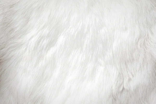 White fur background — Stock Photo, Image