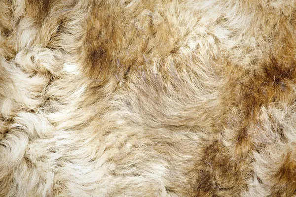 White fur stock image. Image of macro, closeup, softness - 14144497