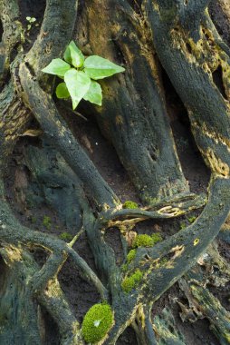 ağaç yakın çekim