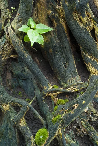 Árbol de cerca — Foto de Stock