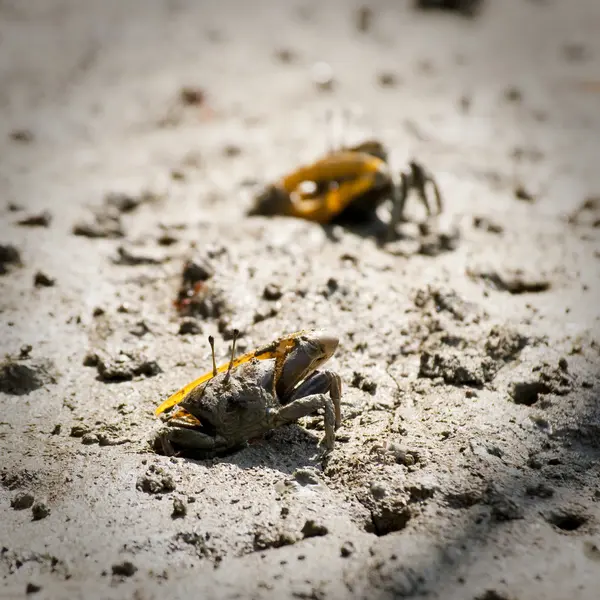 Fiddler Crab walking in the mangrove — Stock Photo, Image