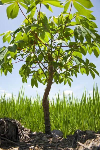 Árbol de mandioca — Foto de Stock