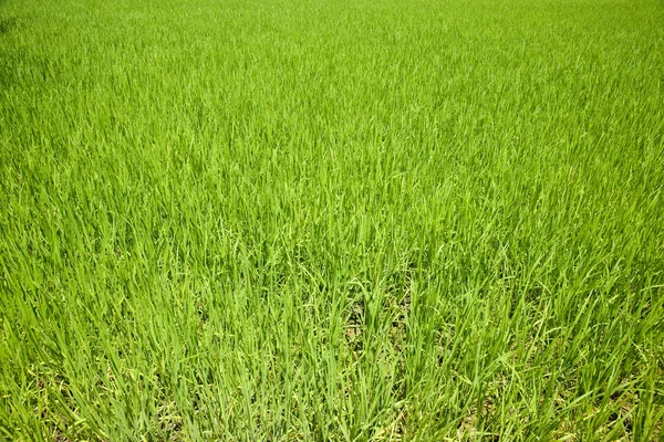 Rice field — Stock Photo, Image