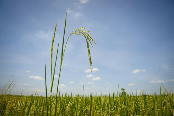 Rice field — Stock Photo, Image