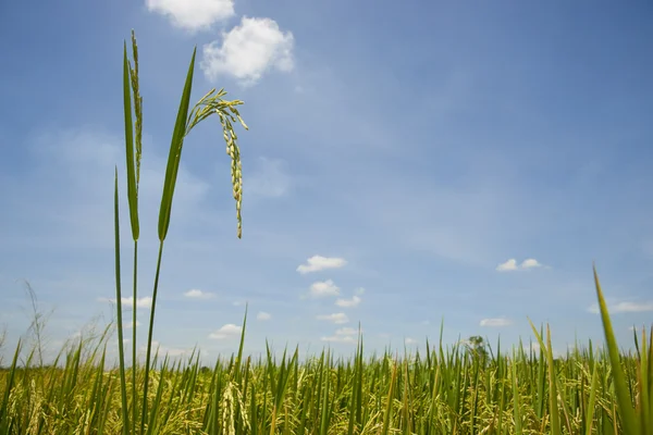 Rice field — Stock Photo, Image