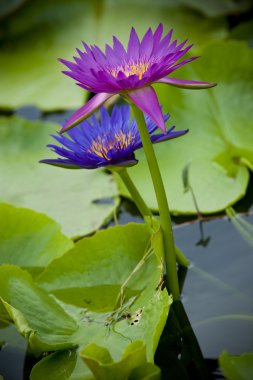mor ve mavi lotus Gölü '