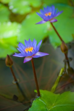 Mavi lotus çiçeği