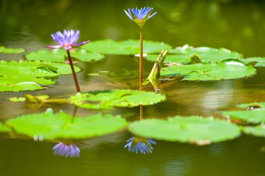 Mavi lotus çiçeği