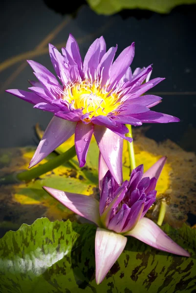 Purple beautiful Lotus — Stock Photo, Image