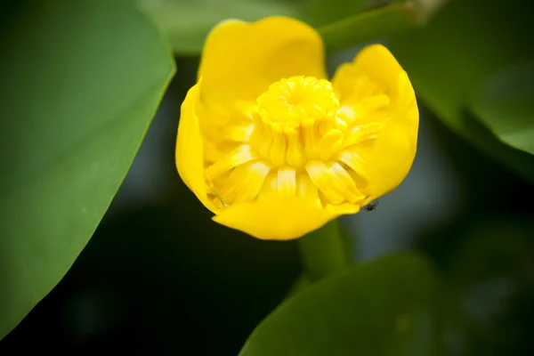 Flor de loto amarillo —  Fotos de Stock