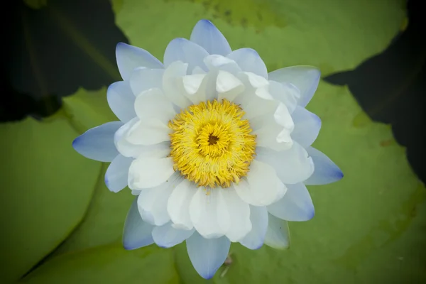 Blue Lotus flower — Stock Photo, Image