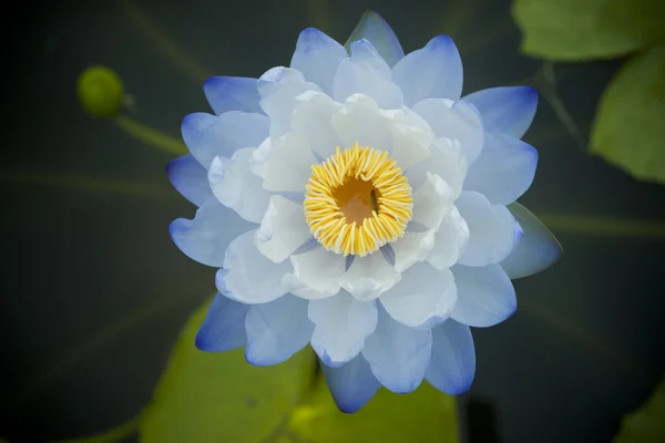 Blue Lotus flower — Stock Photo, Image